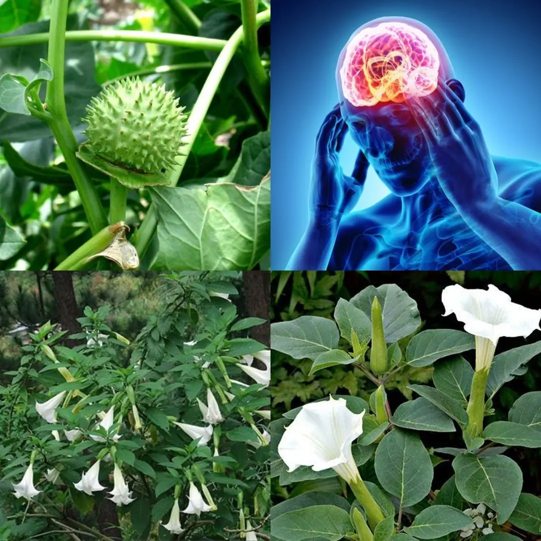 The Hidden Dangers of Datura Stramonium: A Beautiful Yet Lethal Plant