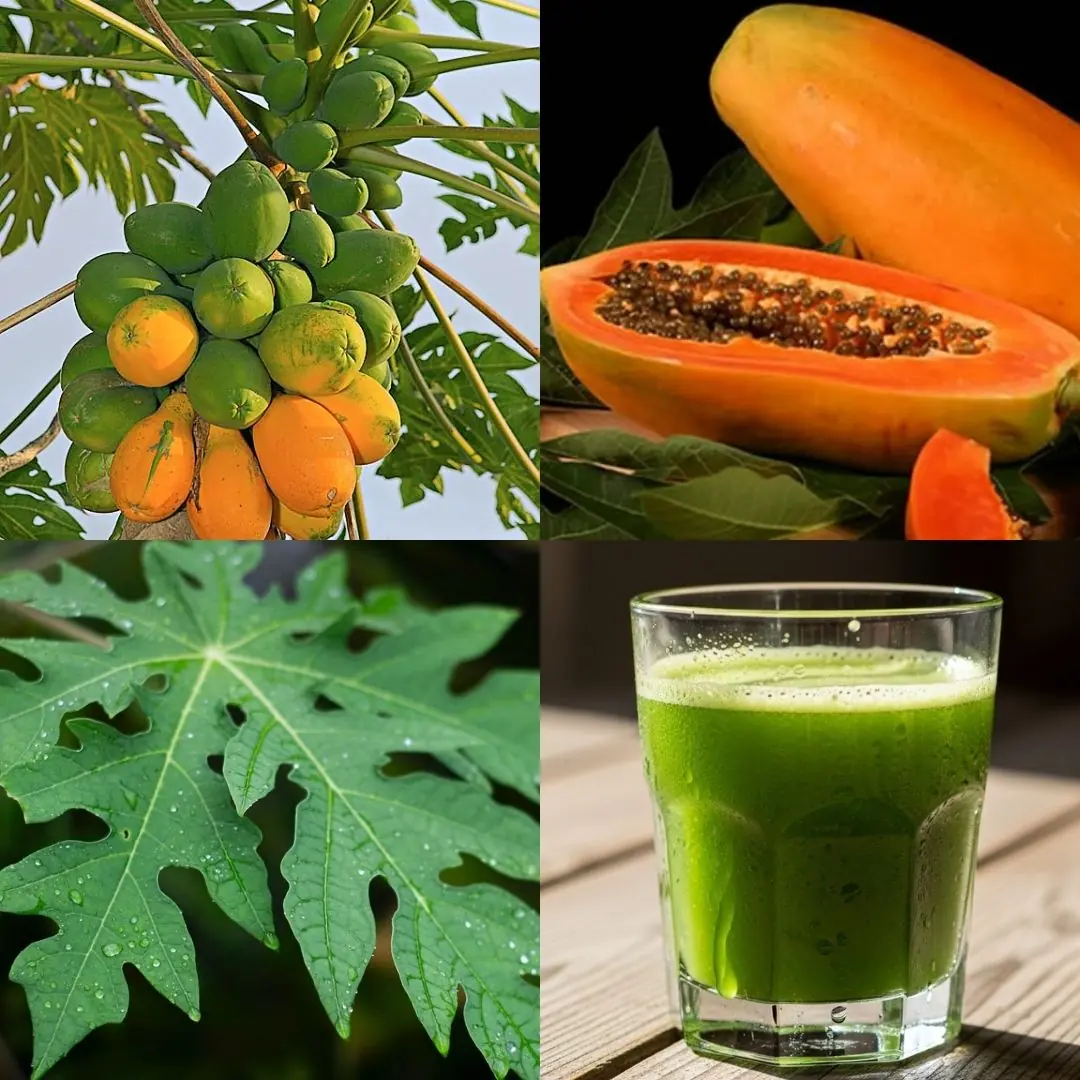 🌿 The Hidden Power of Papaya Leaves: Nature’s Unseen Healer