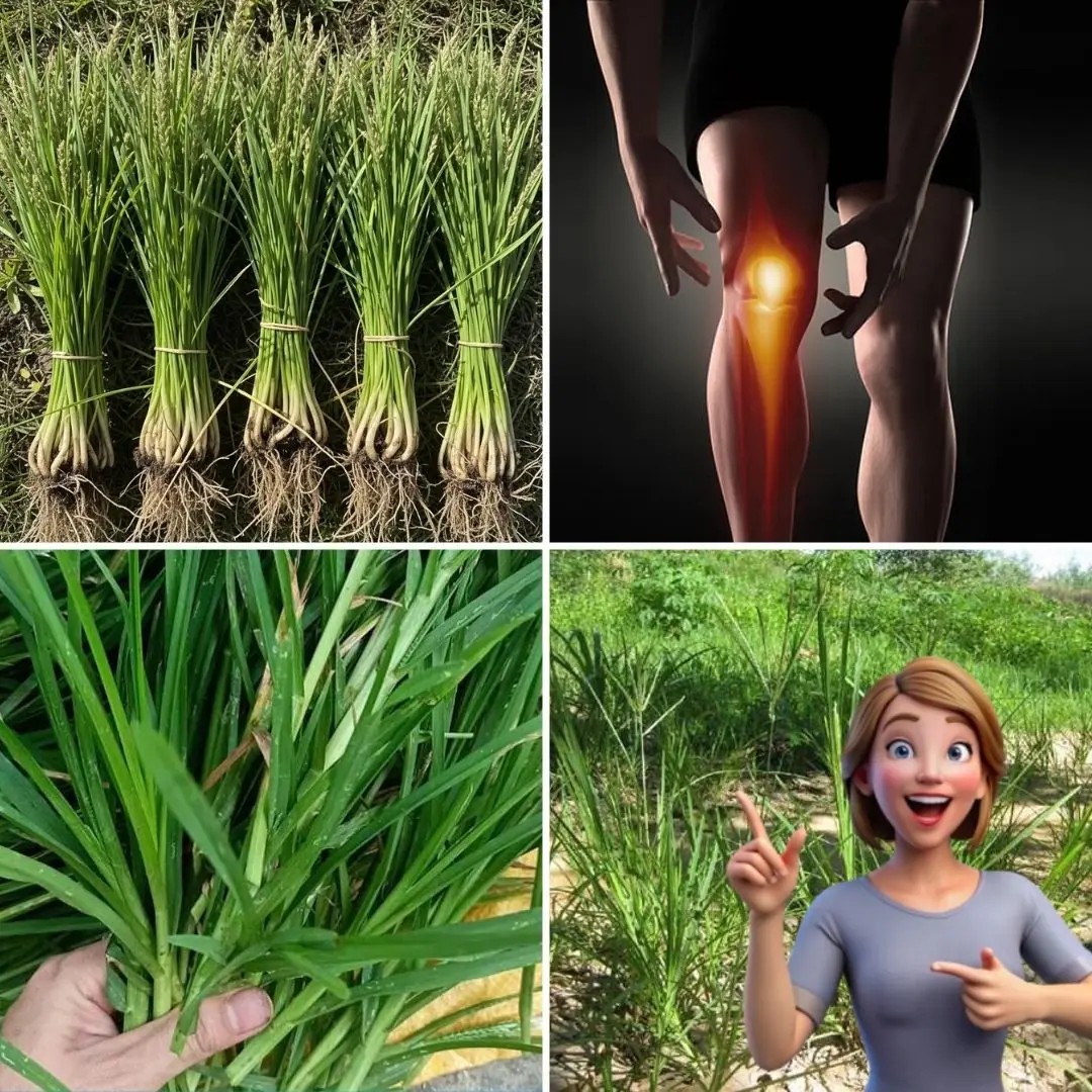 Nature’s Overlooked Healer: Astonishing Benefits of Goosegrass You Need to Know