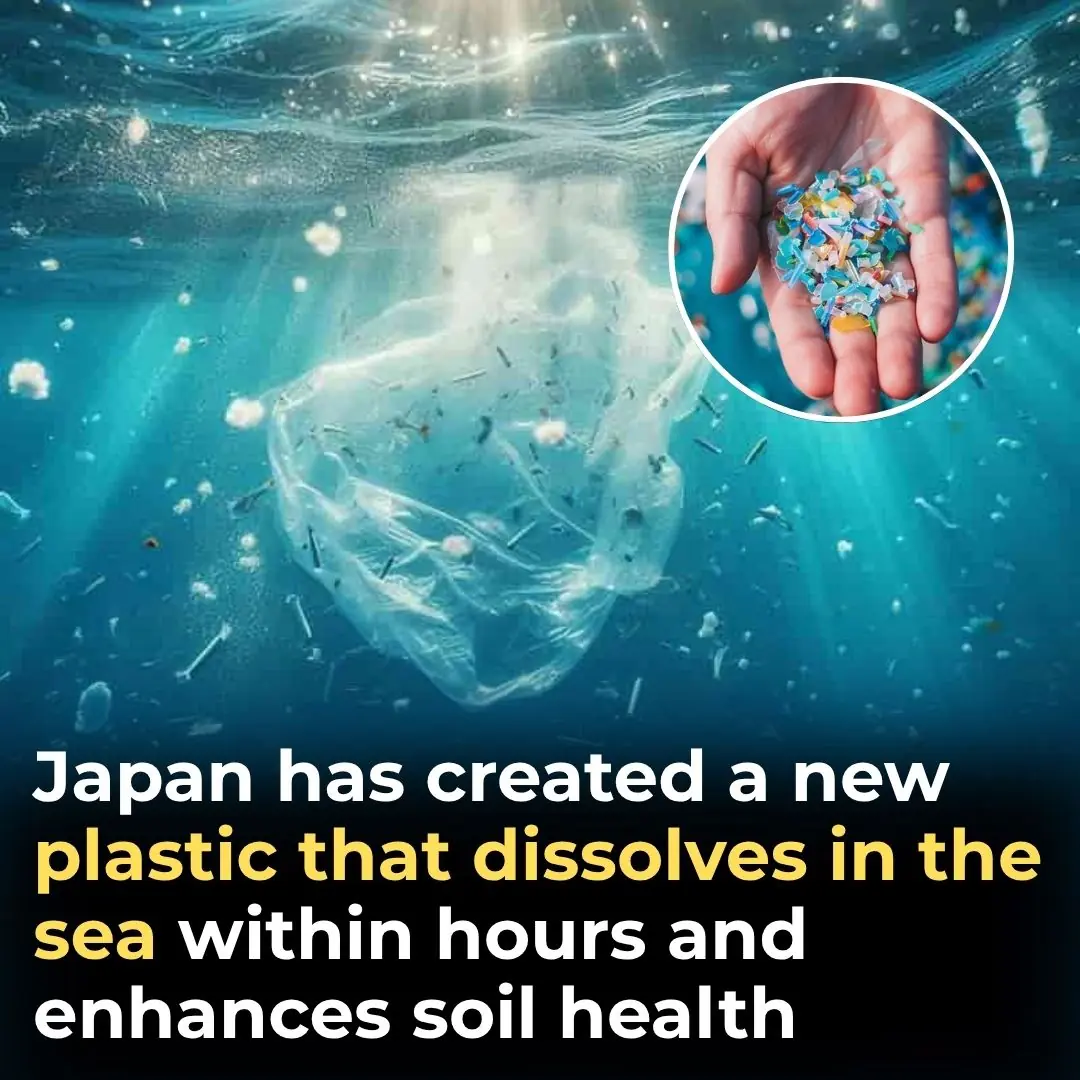 Japan Has Created a New Plastic That Dissolves in the Sea Within Hours and Enhances Soil Health