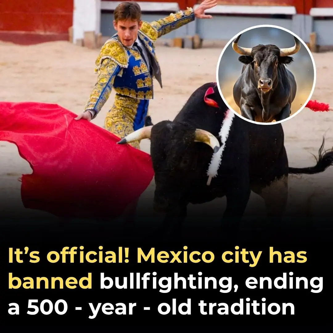It’s Official! Mexico City Has Banned Bullfighting, Ending A 500-Year-Old Tradition