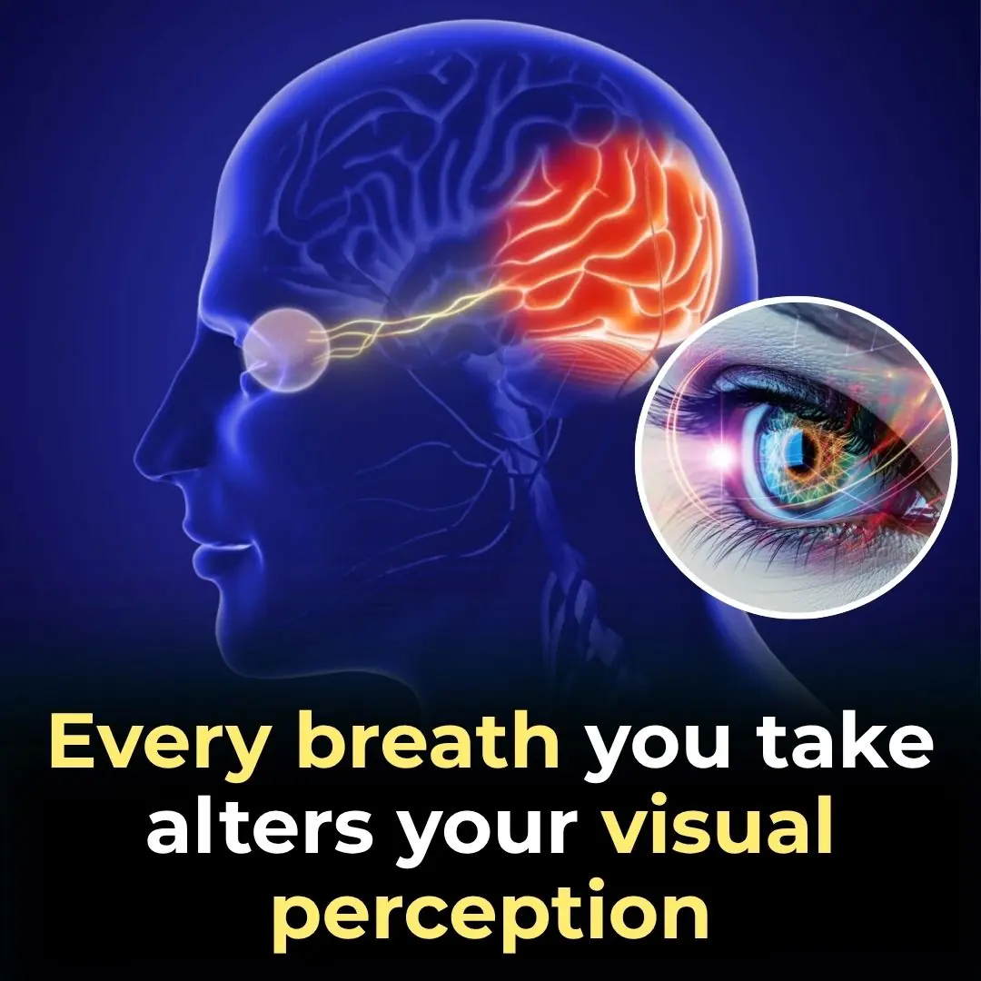 Every Breath You Take Alters Your Visual Perception