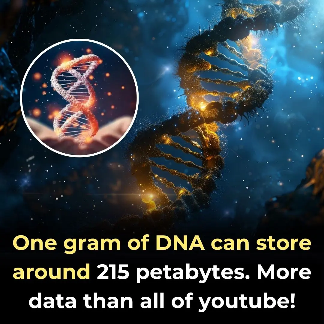 One Gram of DNA Can Store Around 215 Petabytes. More Data Than All of YouTube!