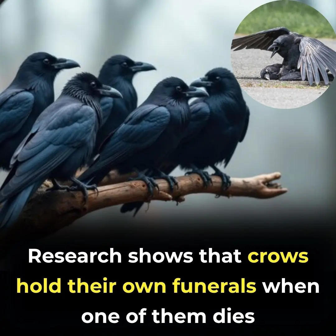 Researchers Discover Crows Hold ‘Funerals’ To Mourn Their Dead