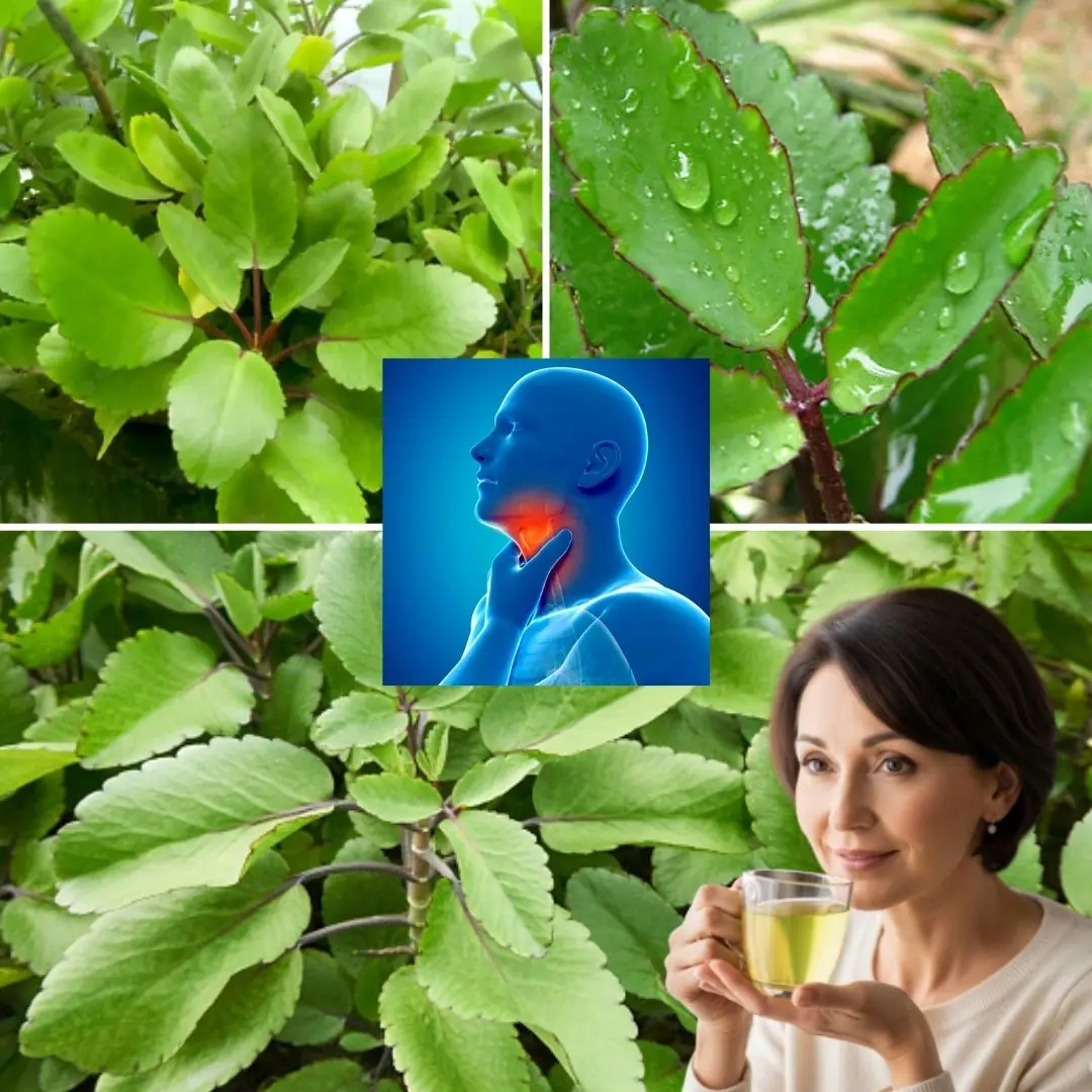 Leaf of Life: Unlock the Miracle Plant Growing in Your Backyard