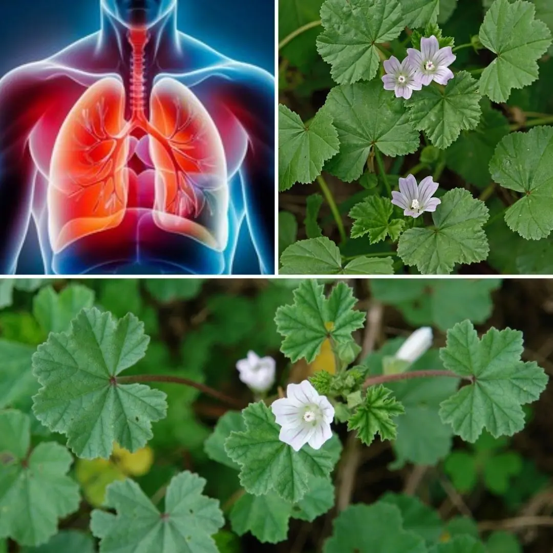 Dwarf Mallow (Malva neglecta): The Overlooked Superplant Your Body Will Thank You For