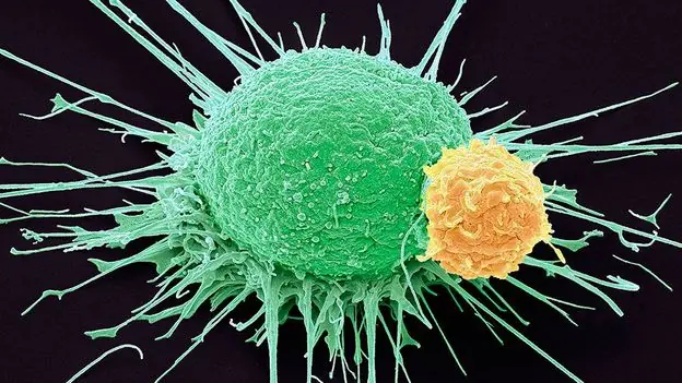 From Despair to Hope: Joe Tippens' Incredible Cancer Recovery Story with Fenbendazole
