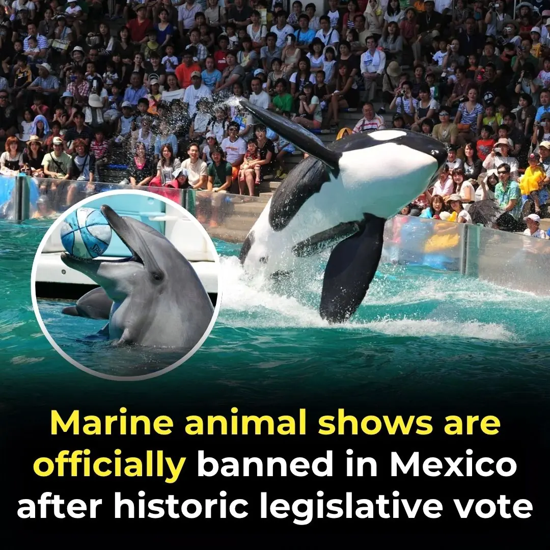 Marine Animal Shows Are Officially Banned in Mexico After Historic Legislative Vote