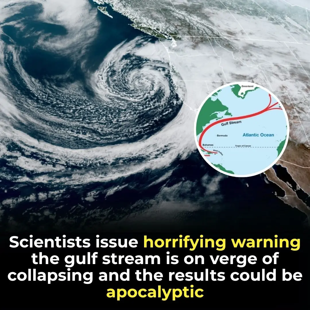 Experts Issue Dire Warning: Gulf Stream Shutdown May Be Just Decades Away—With Catastrophic Global Fallout