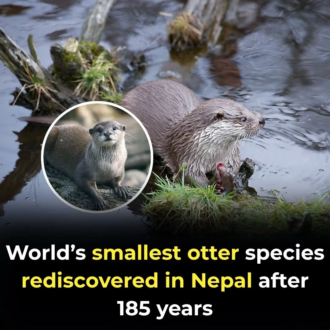 World’s Smallest Otter Species Rediscovered In Nepal After 185 Years