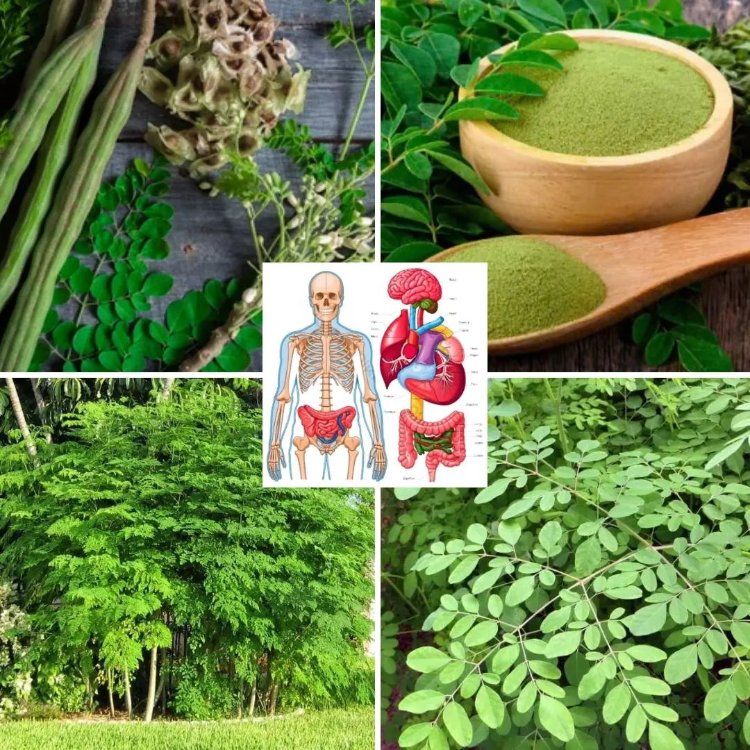 Discover The Miraculous Benefits of Moringa