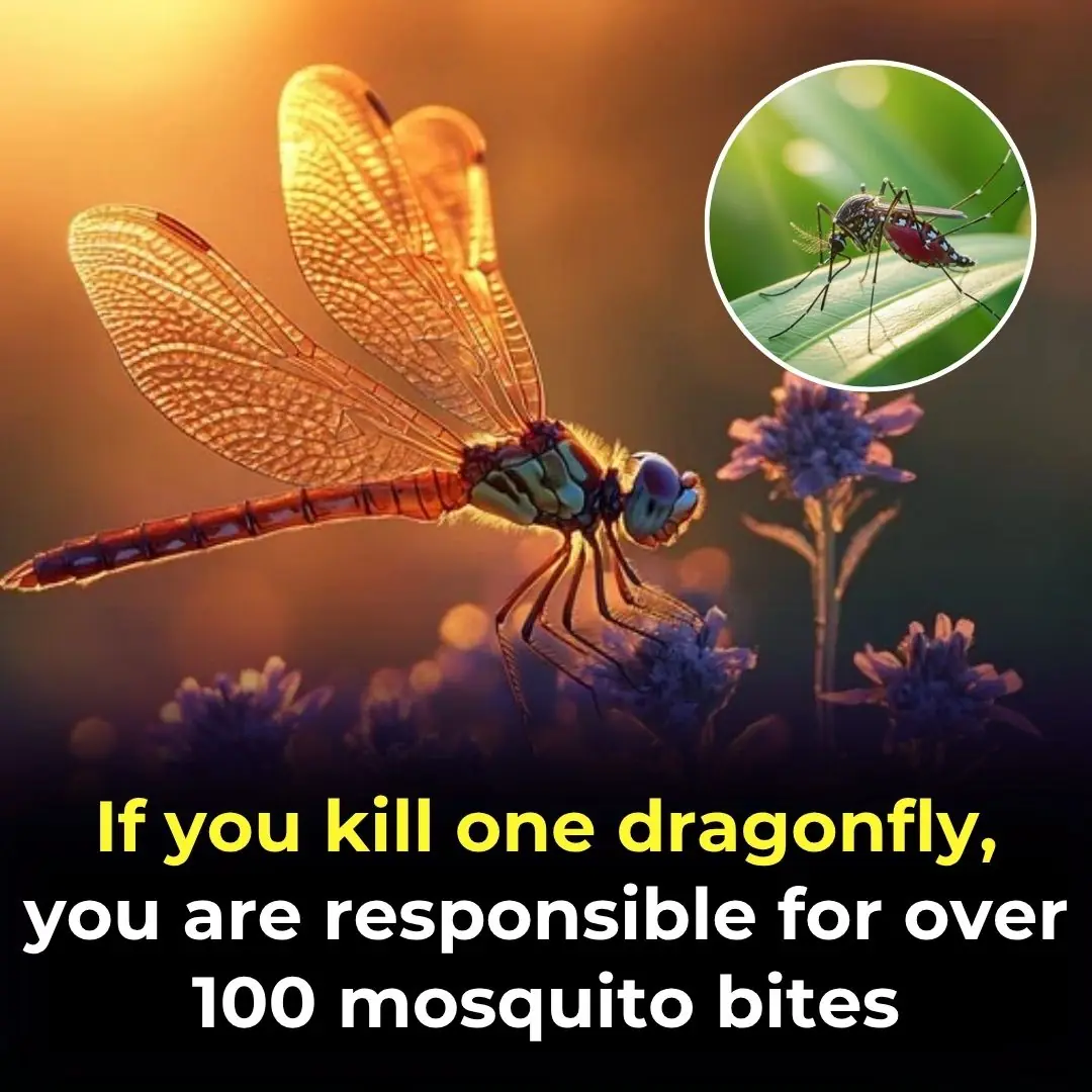 If You Kill One Dragonfly, You Are Responsible For Over 100 Mosquito Bites