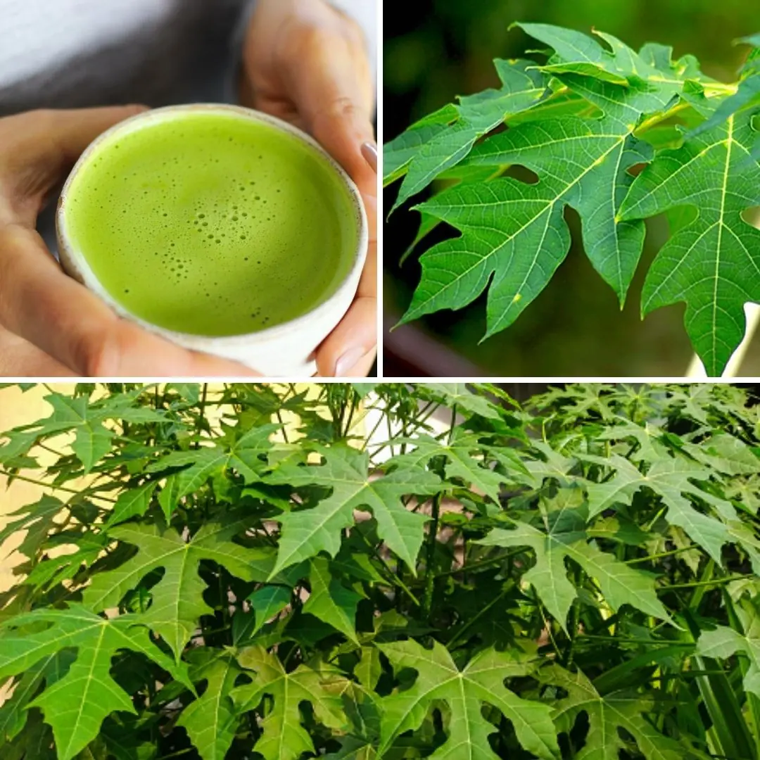 🍃 People Love Papaya – But Most Don’t Know How Powerful Its Leaves Are! Here’s How to Use Them