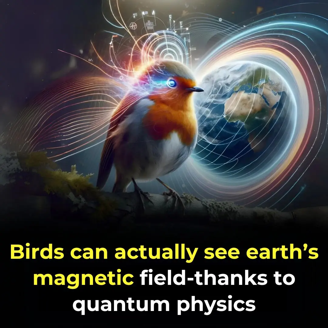 Birds Can Actually See Earth’s Magnetic Field—Thanks to Quantum Physics