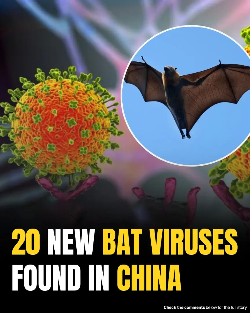 Alarming Discovery: 20 New Bat Viruses Detected In China With “Serious” Health Implications