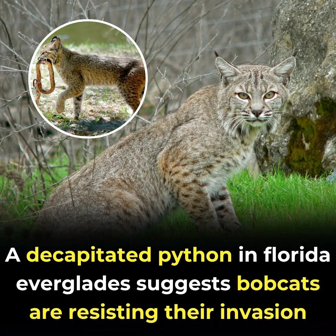 A Decapitated Python In Florida Everglades Suggests Bobcats Are Resisting Their Invasion
