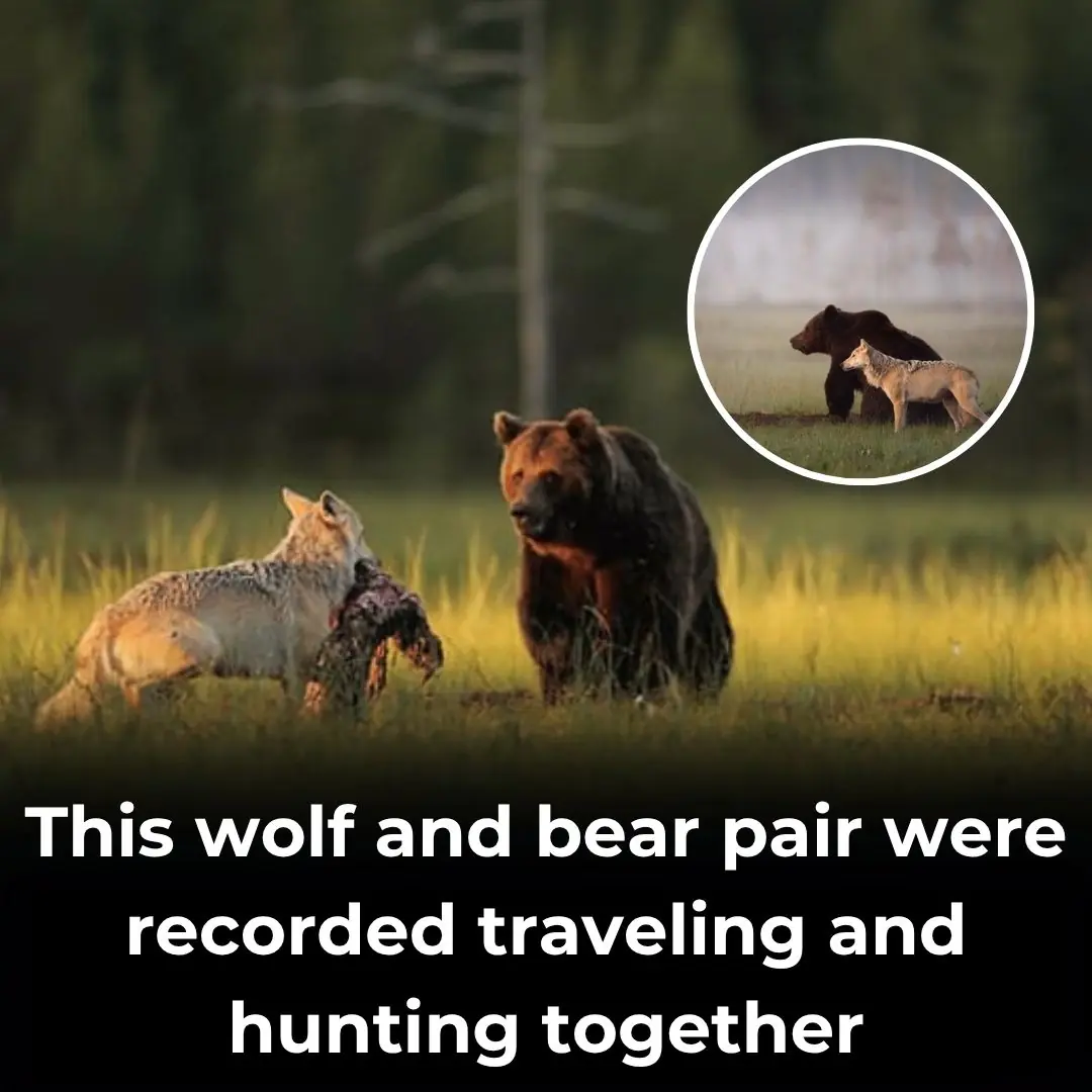 Friendship Between Wolf And Bear Documented By A Photographer