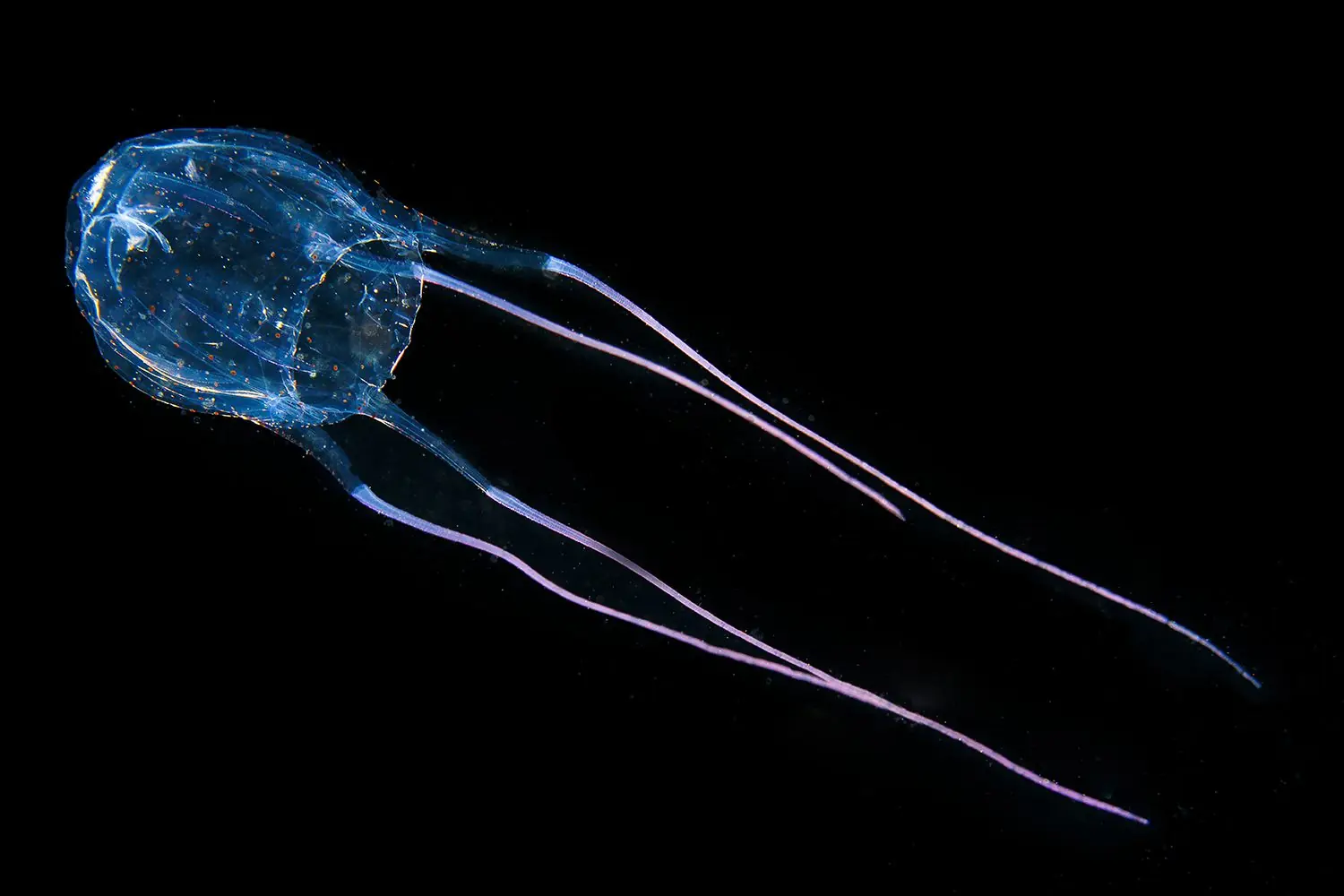 Travel Influencer Unknowingly Films Terrifying Encounter with World's Deadliest Jellyfish