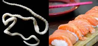 Warning: Your Sushi Might Carry a Japanese Tapeworm – What You Need to Know About Salmon Safety