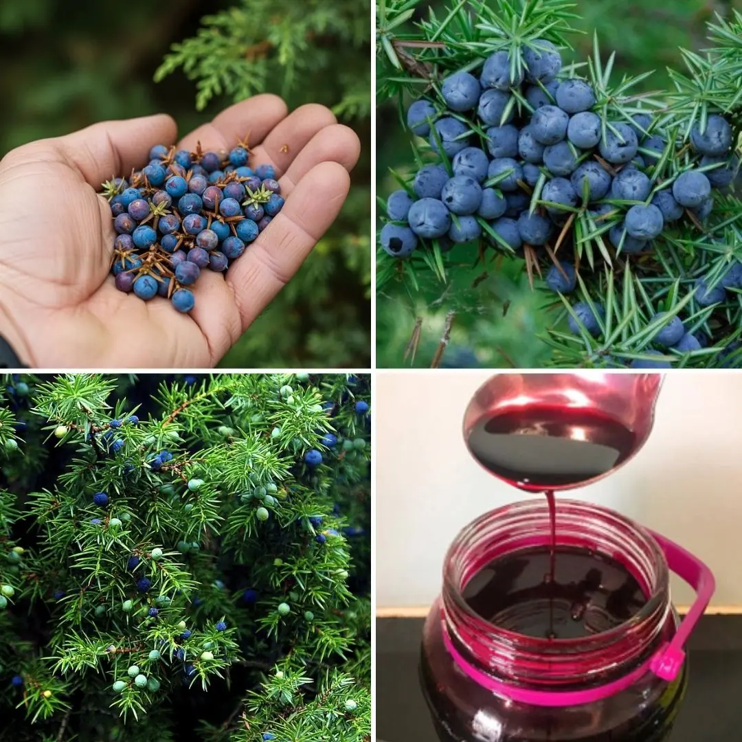 Juniper (Juniperus communis): Benefits and Uses