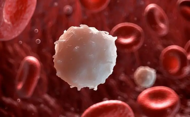 5 Foods That Tumors Hate: Eat These Often for Better Health
