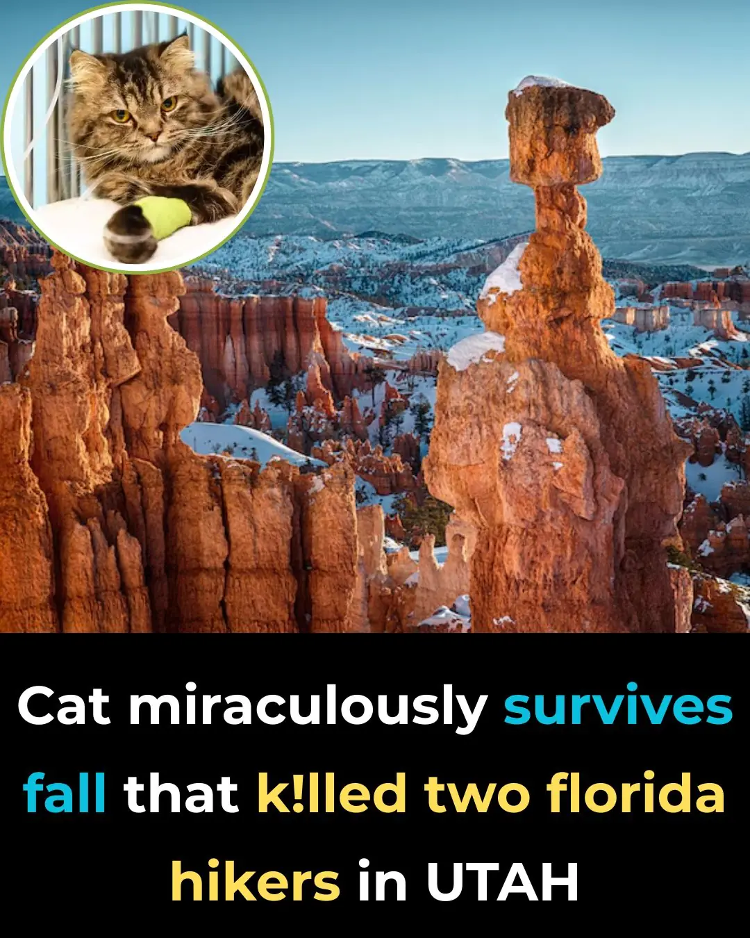 Cat Miraculously Survives Fall That Killed Two Florida Hikers In Utah