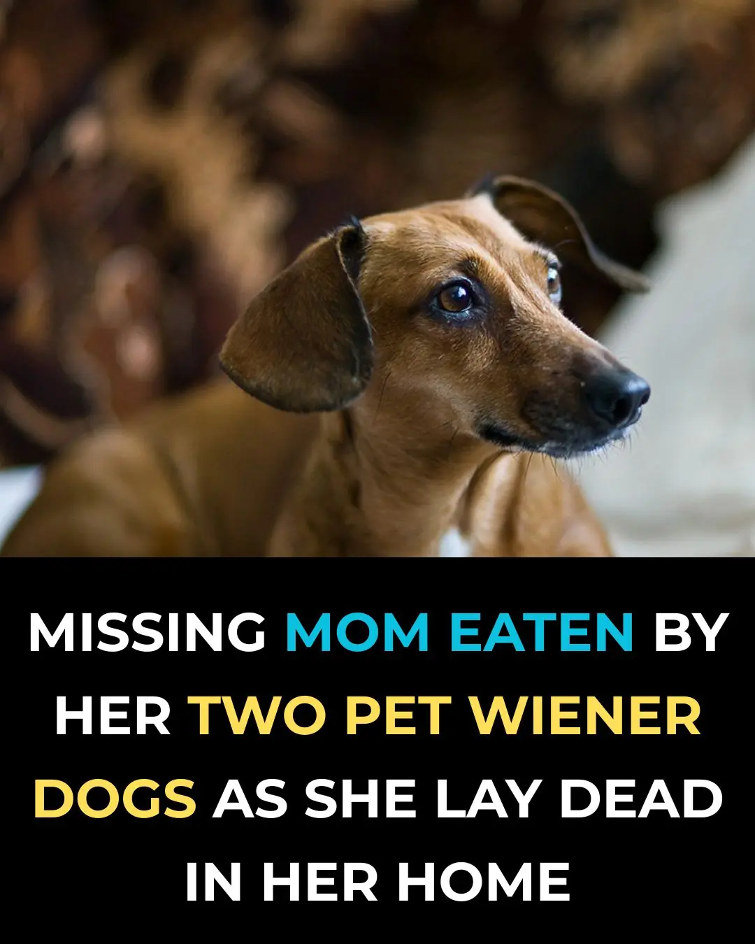 Missing Mom Eaten By Her Two Pet Wiener Dogs As She Lay Dead In Her Home