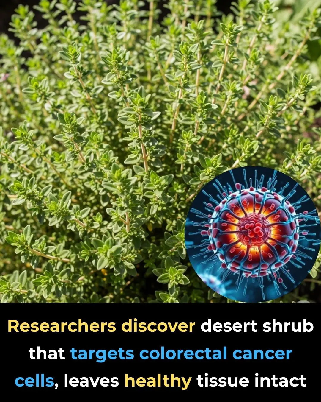 Researchers Discover Desert Shrub That Targets Colorectal Cancer Cells, Leaves Healthy Tissue Intact