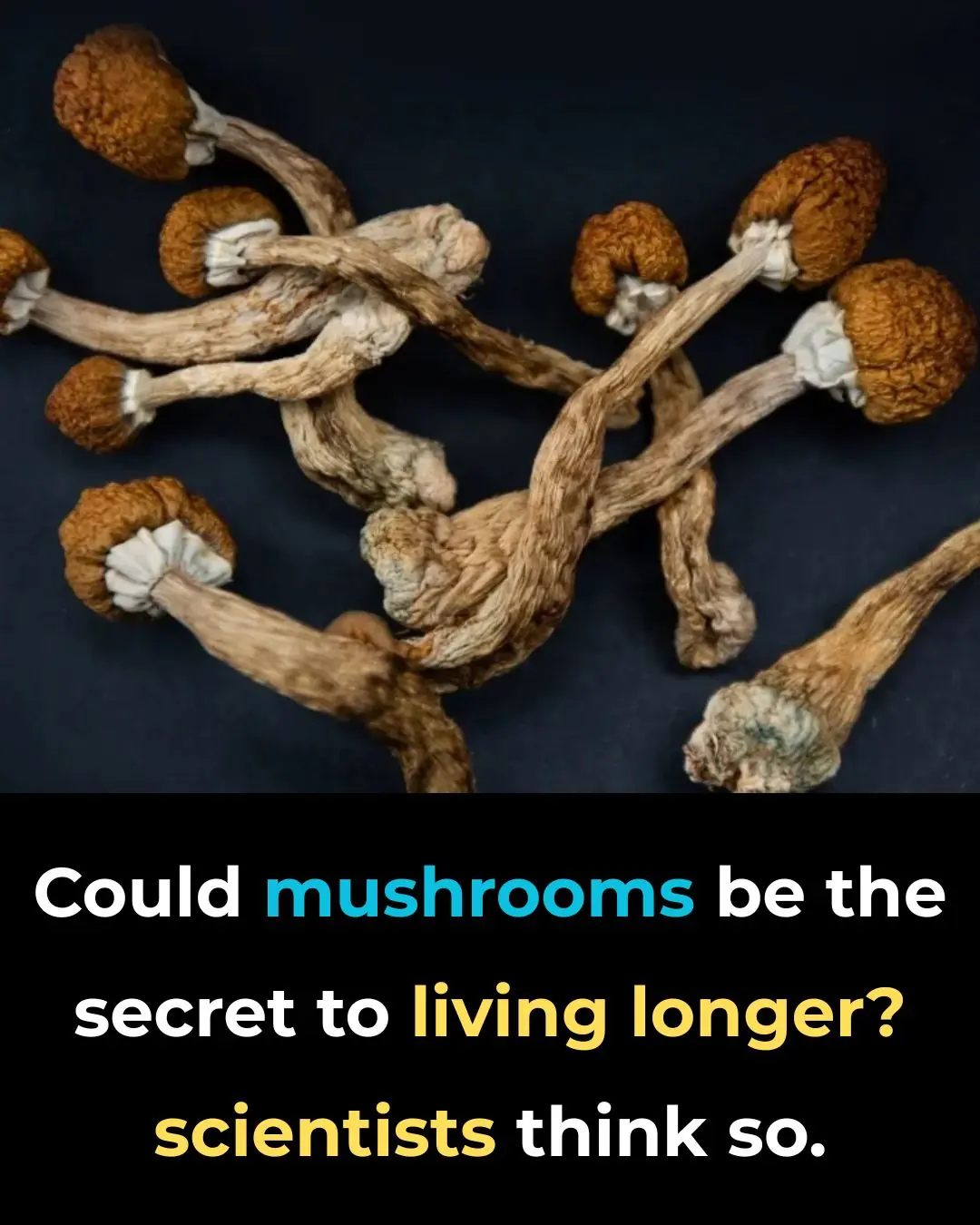 ould Psilocybin Be The Key To A Longer Life? Researchers Are Shocked