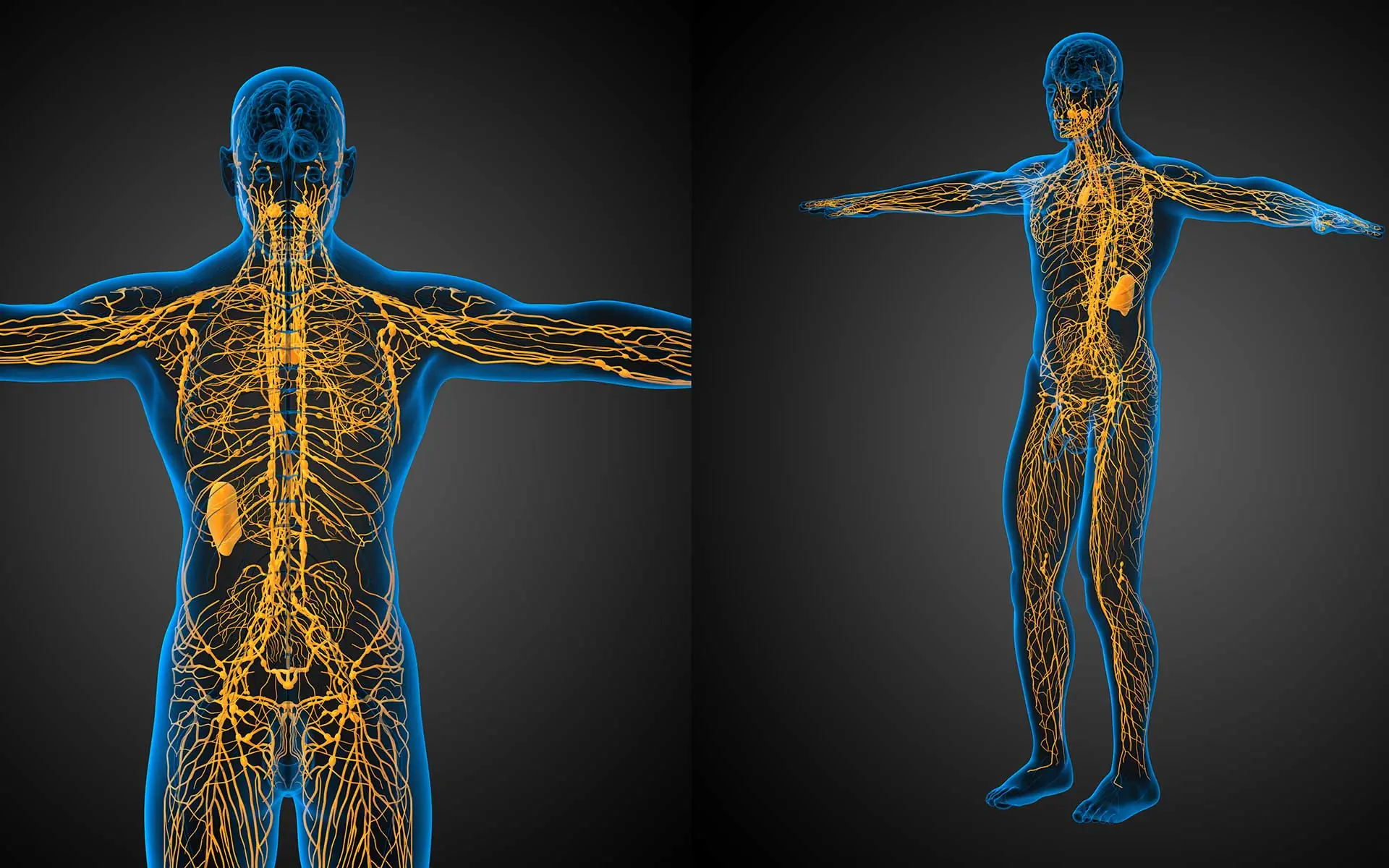 Your Lymphatic System: A Hidden Key to Lifelong Health