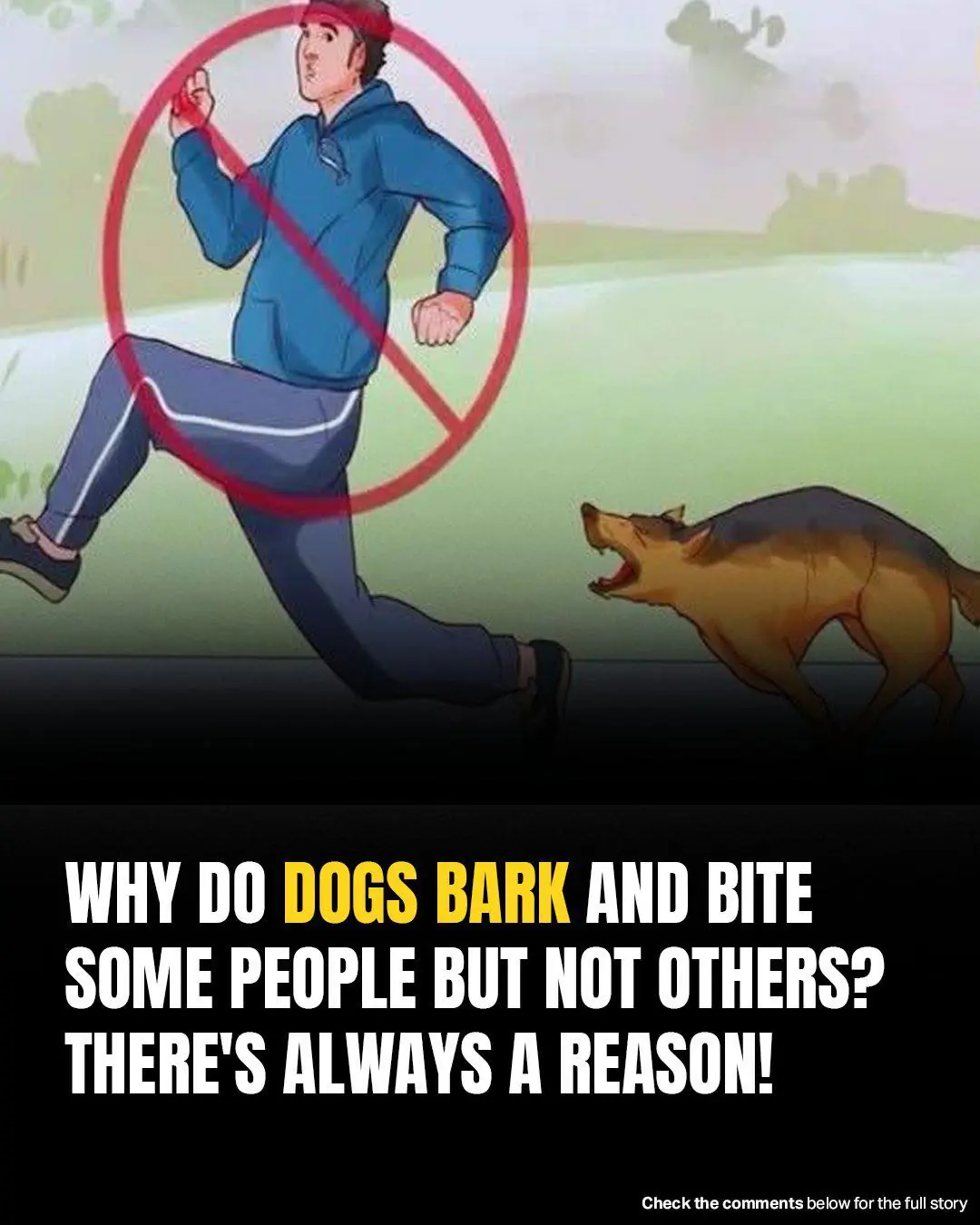 The Reason Dogs Chase People? Causes And Care Tips From A Vet