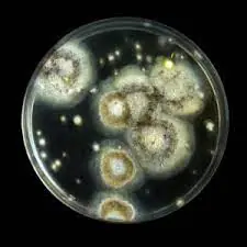 Mold Illness: What It Is, Hidden Signs, and How to Protect Your Home
