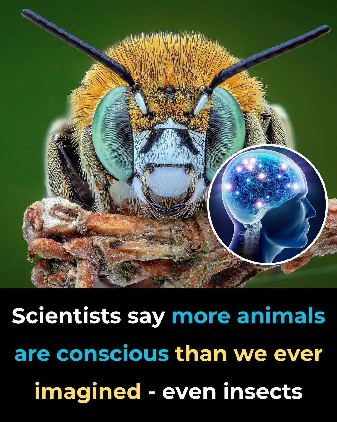 Scientists Say More Animals Are Conscious Than We Ever Imagined—Even Insects