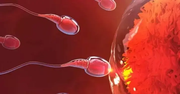 Shocking Discovery: Sperm Don’t Compete — The Egg Picks the Winner!