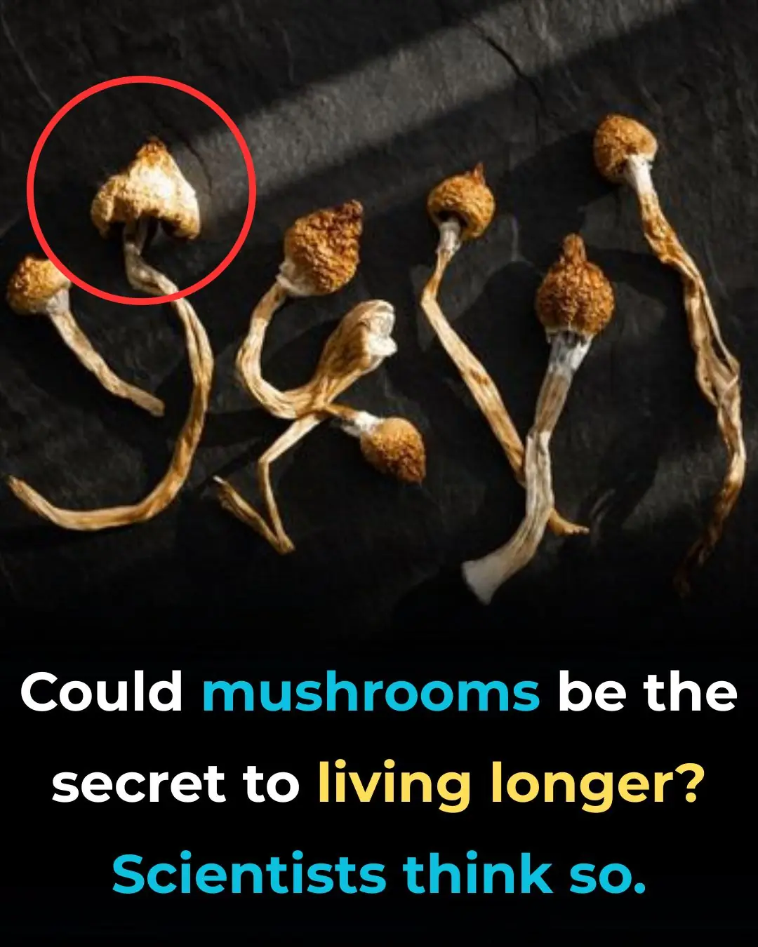 Could Psilocybin Be The Key To A Longer Life? Researchers Are Shocked