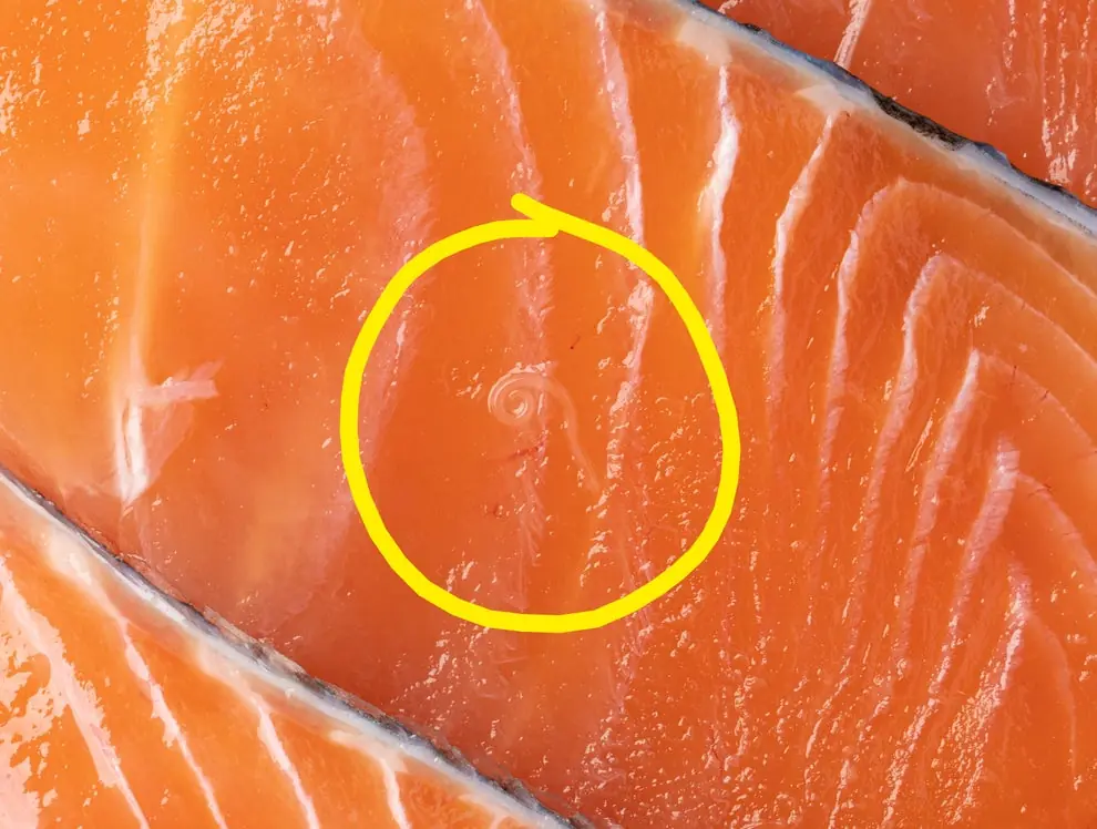 Urgent Warning: U.S. Salmon May Be Infected with Japanese Tapeworm, Say Scientists