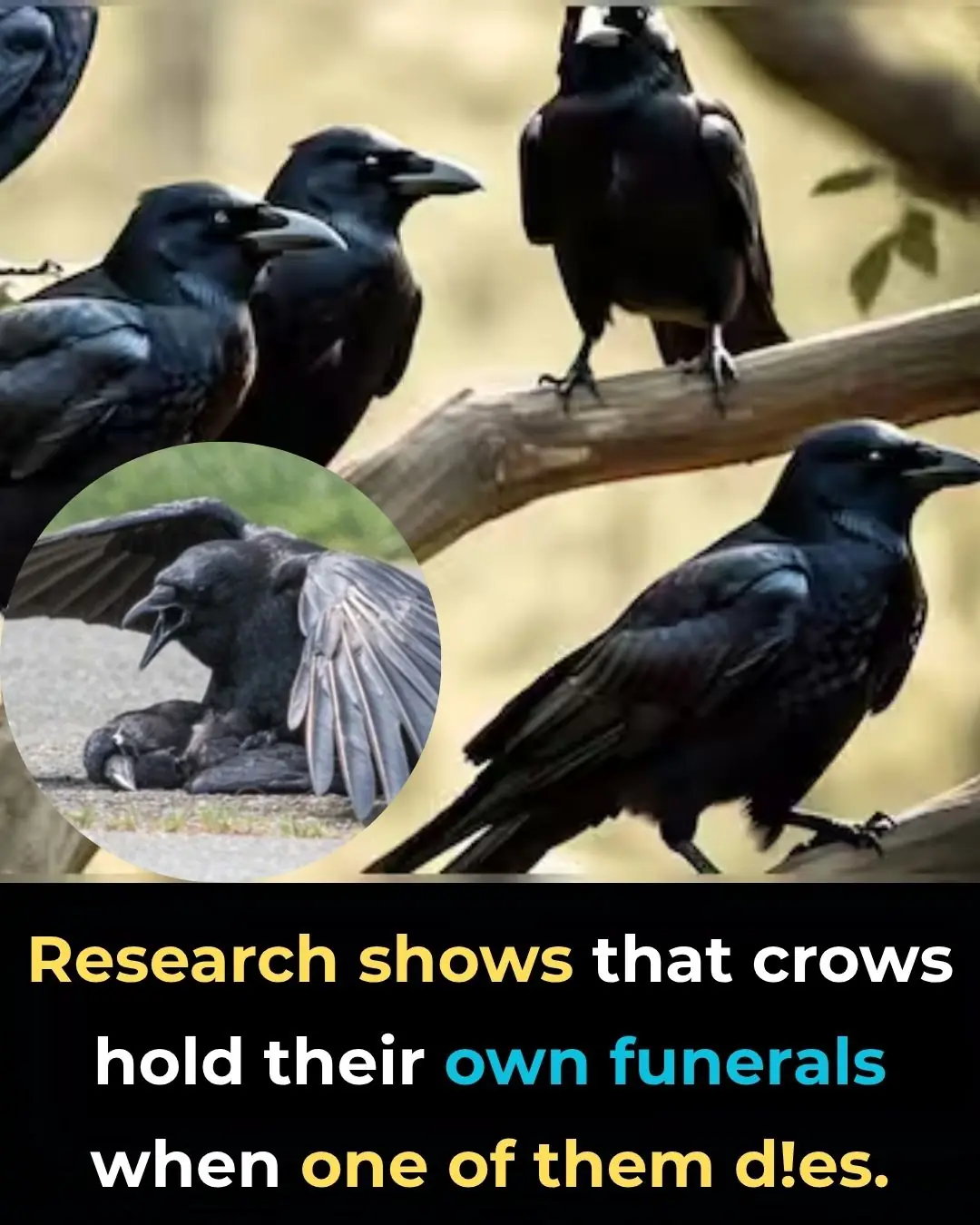 Researchers Discover Crows Hold ‘Funerals’ To Mourn Their Dead