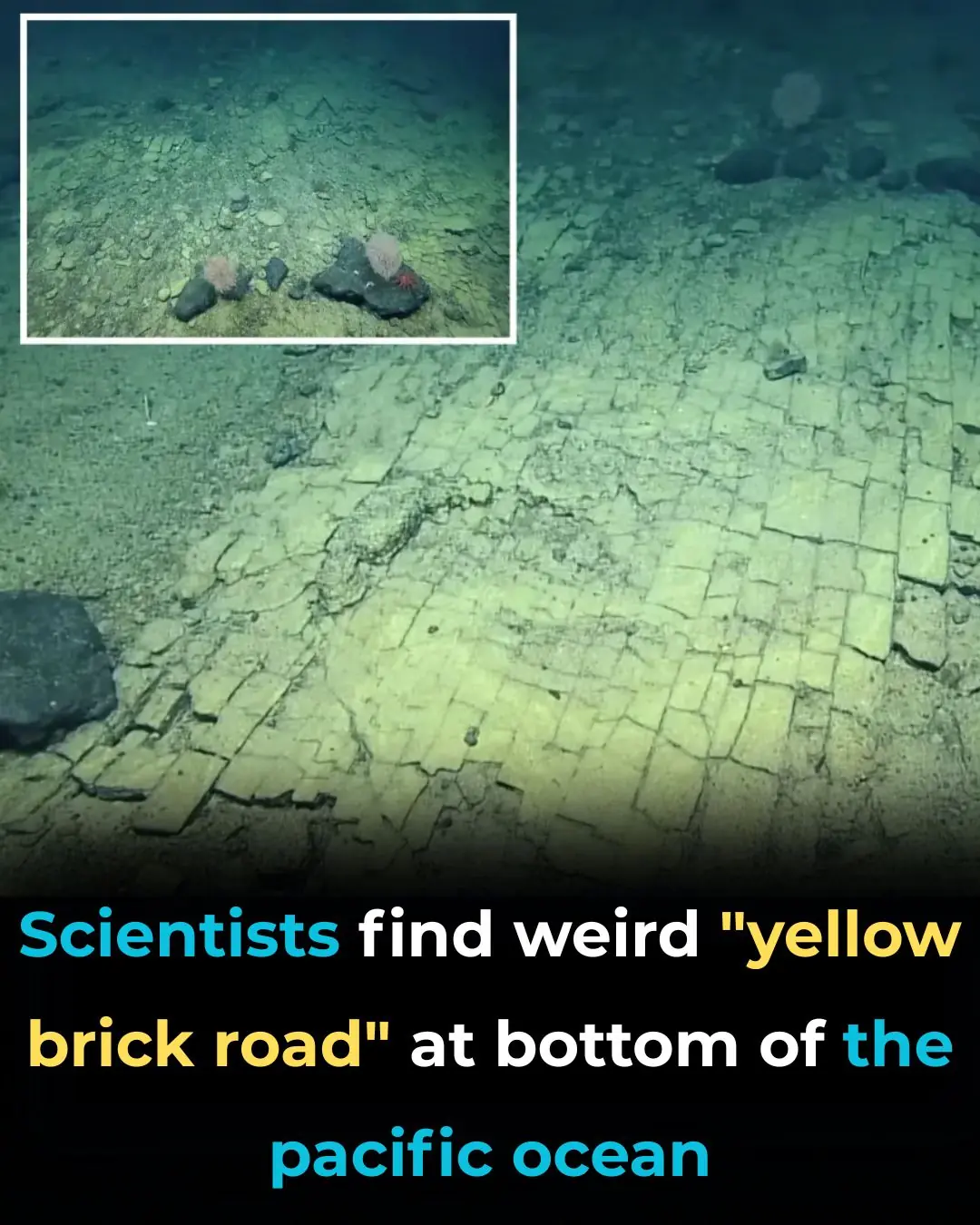 Scientists Discover “Yellow Brick Road” At The Bottom Of The Pacific Ocean
