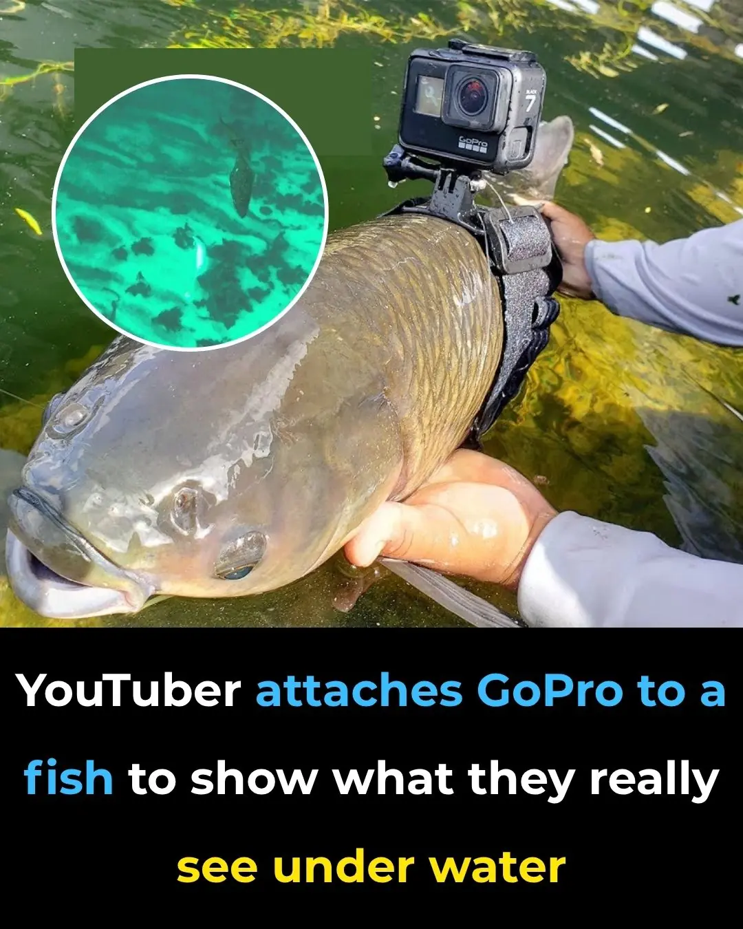 YouTuber attaches GoPro to a fish to show what they really see under water