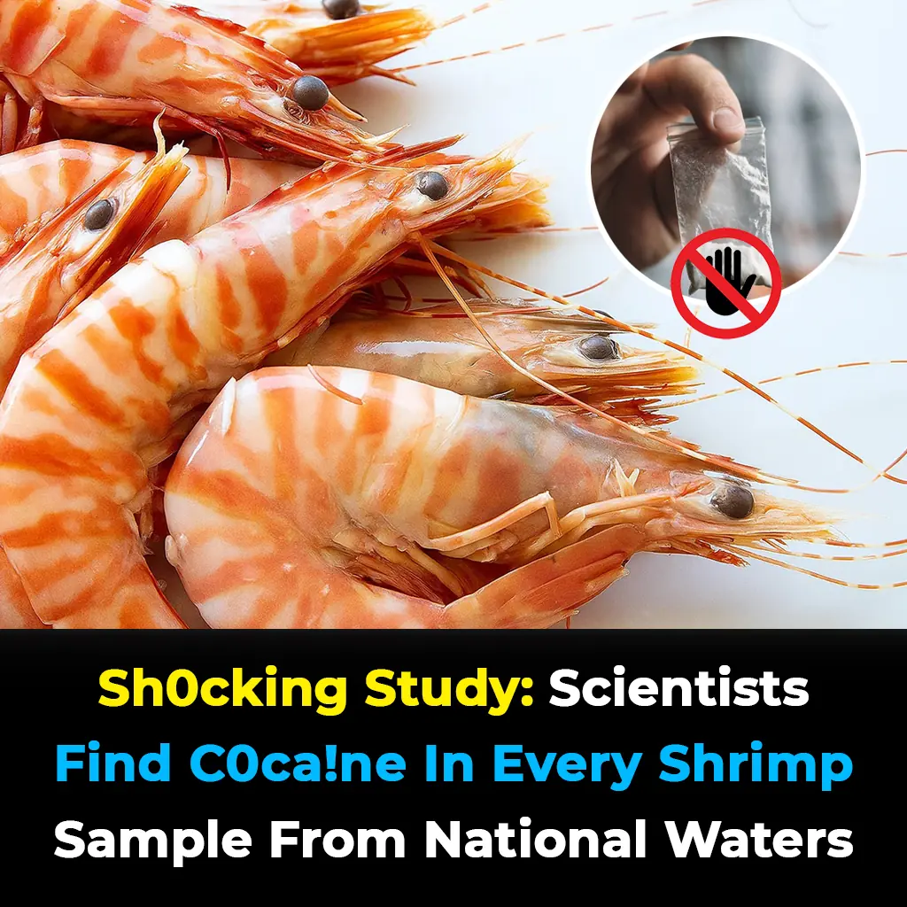 Sh0cking Study: Scientists Find Cocaine in Every Shrimp Sample from National Waters