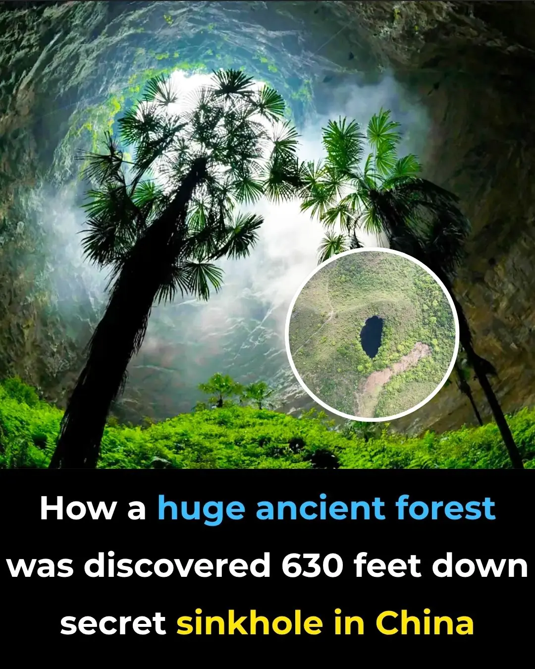How a huge ancient forest was discovered 630 feet down secret sinkhole in China