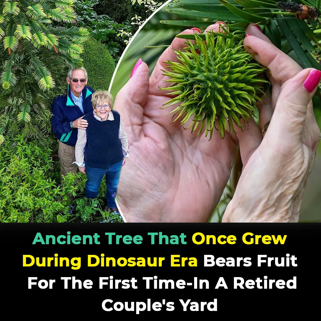 Tree From the Dinosaur Era Bears Fruit for the First Time—in a Retired Couple’s Backyard!