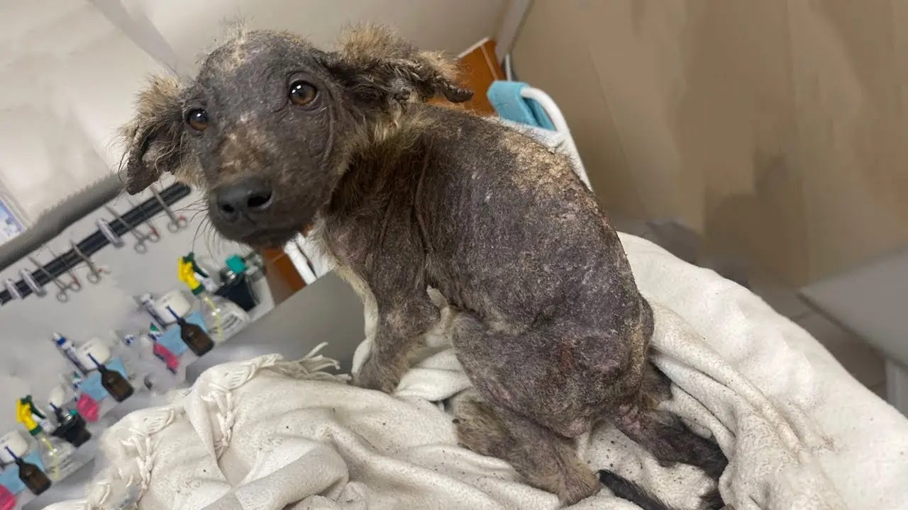 He’s Just A Ugly Duckling, Thrown Out On Street, Suffered The Starvation, Scabie Itch…