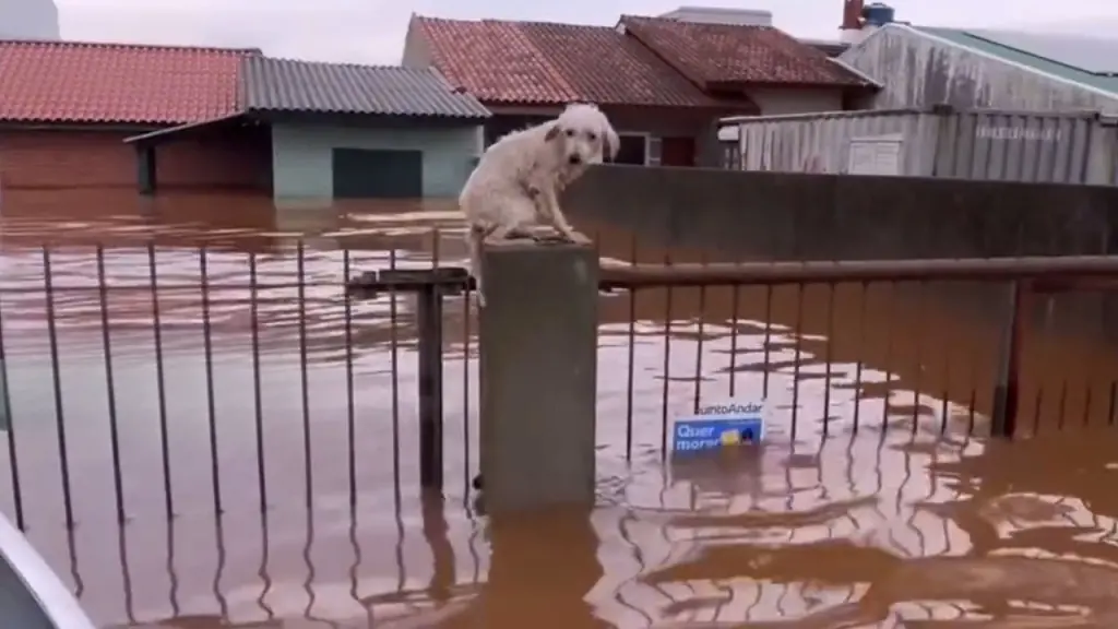Heroic Animal Rescuers Brave Dangerous Floods to Save Pets in Rio Grande do Sul