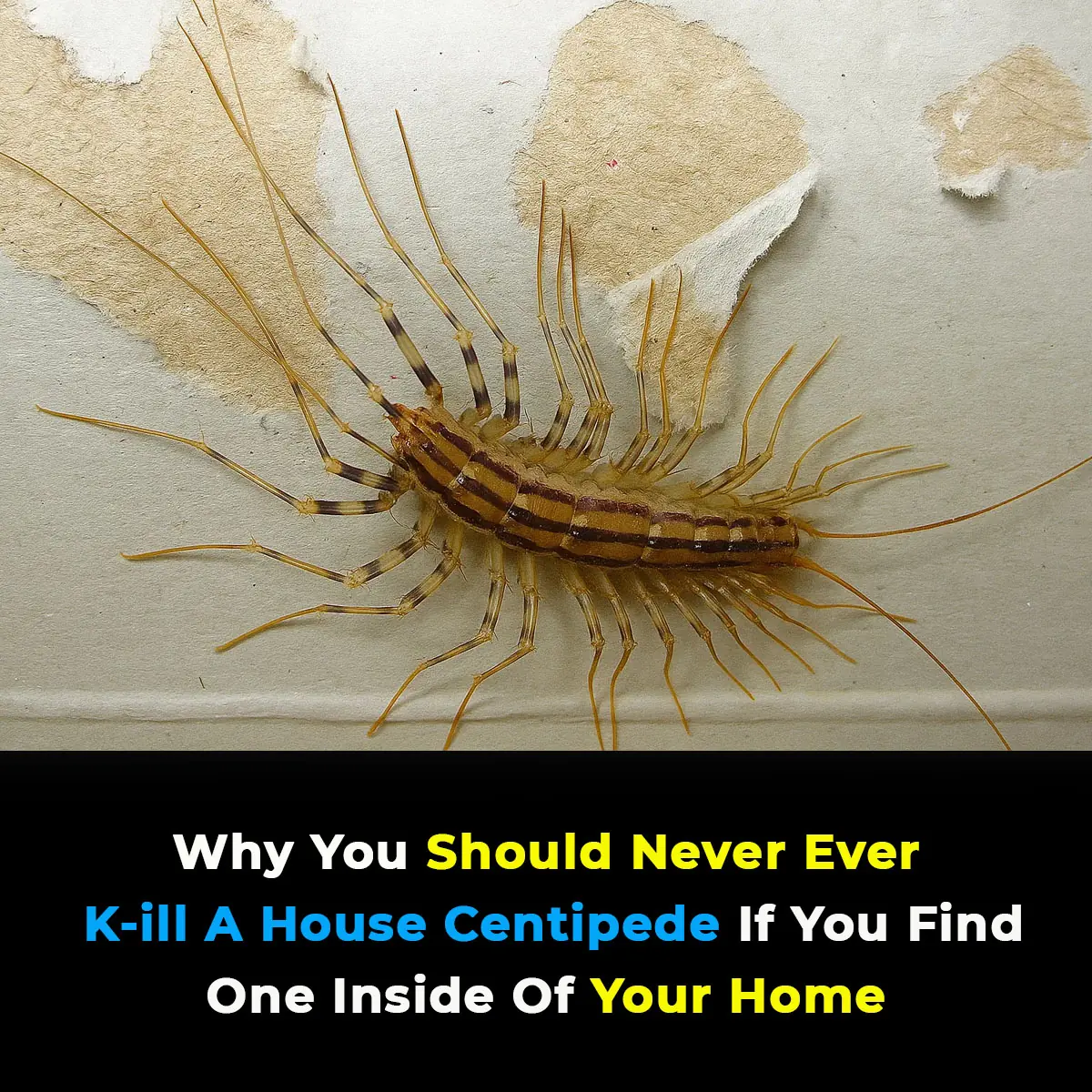 Why You Should Never Ever K--ill A House Centipede If You Find One Inside Of Your Home