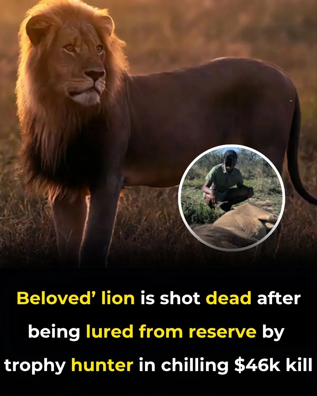 ‘Beloved’ lion is shot dead after being lured from reserve by trophy hunter in chilling $46k kill