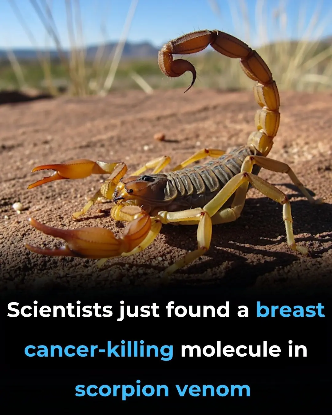 Scientists just found a breast cancer-killing molecule in scorpion venom