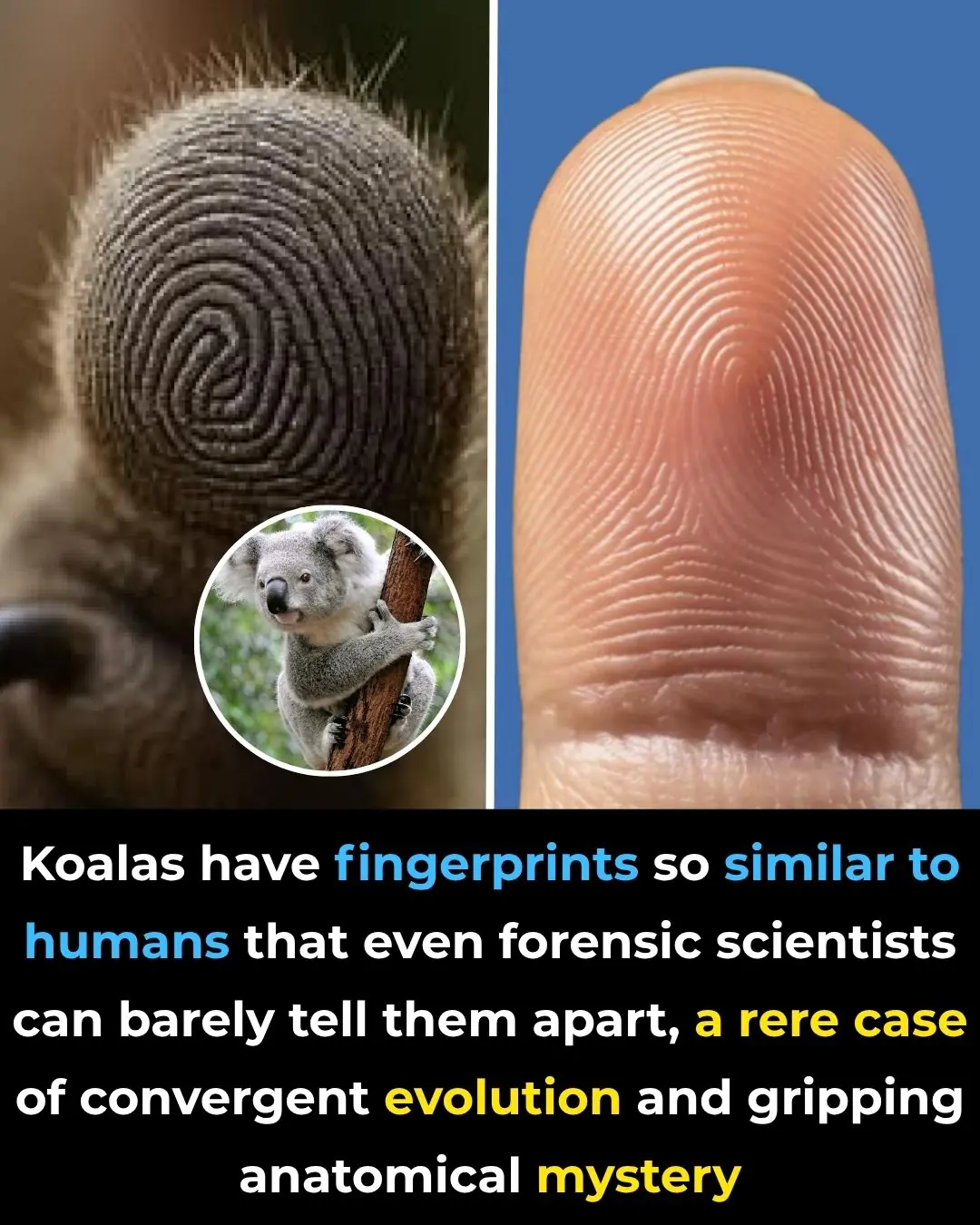 Fingerprints are supposed to be unique.