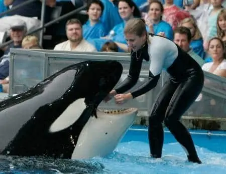 T3rrifying Moment Killer Orca Approached Viewing Window Holding Dead SeaWorld Trainer
