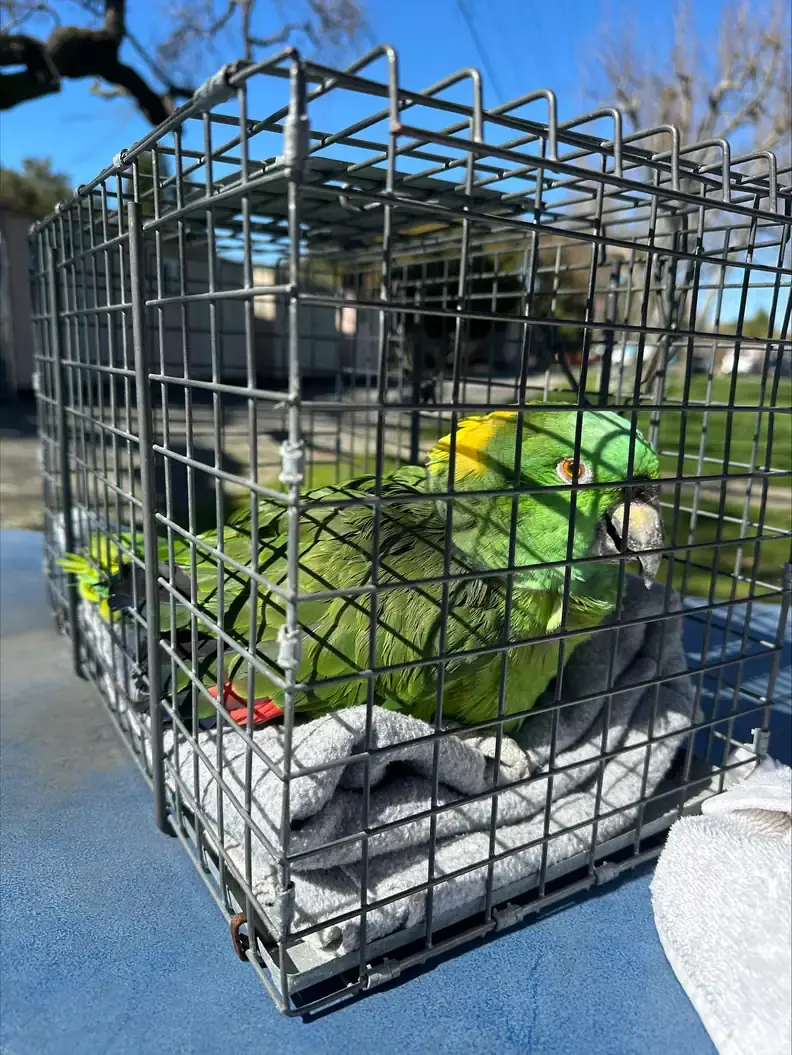 40-Year-Old Parrot Waits Alone for 2 Weeks in Empty Home, Collapses After Finally Being Rescued
